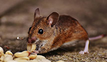 24 Hour & Emergency Exterminators in Lumberton, NC
